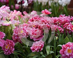 pink and red fluffy flowering tulips Mascotte in Botanical Garden of Moscow University `Pharmacy Garden` or `Aptekarskyi ogorod`