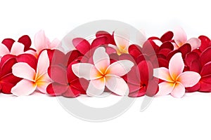 Pink and red Frangipani Plumeria flower