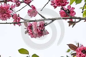 Pink and red fresh chinese plum beauty flower similar sakura bloomimg on the tree branch. Small fresh bouquet buds and many