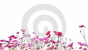 Pink and Red garden cosmos flowers isolated on white background