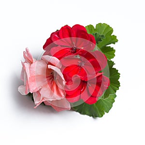 Pink and red geranium flower blossoms with green leaves isolated on white background, geranium flower template concept