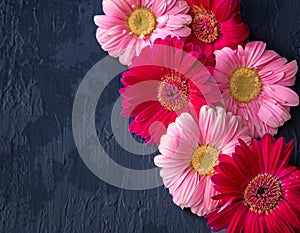 Pink and red gerbera daisy flower on concrete backgrounds. spring