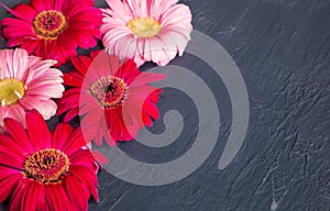 Pink and red gerbera daisy flower on concrete backgrounds. spring