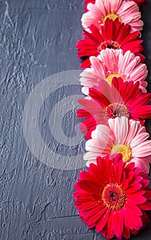 Pink and red gerbera daisy flower on concrete backgrounds. spring