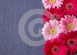 Pink and red gerbera daisy flower on concrete backgrounds. spring