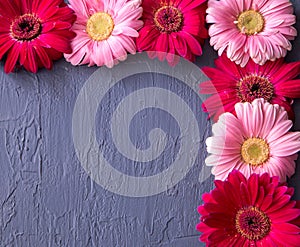 Pink and red gerbera daisy flower on concrete backgrounds. spring