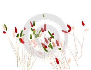 Pink, red and green fluffy bunny tails grass isolated on white background.