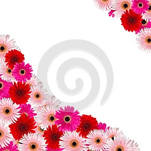 Pink and red herbera flowers border photo