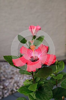 Pink red hibiscus flower blooms in the early morning
