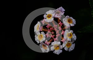 Pink red-ish Lantana flower with black background