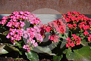 Pink and red Kalanchoe blossfeldiana, flaming Katy, Christmas kalanchoe, florist kalanchoe and Madagascar widow`s-thrill pot plant