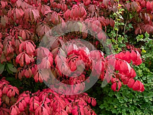 Pink and red leaves of popular ornamental plant winged spindle, winged euonymus or burning bush