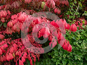 Pink and red leaves of popular ornamental plant winged spindle, winged euonymus or burning bush (Euonymus