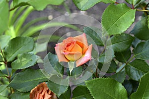 Pink red little rose on a pink green Bush