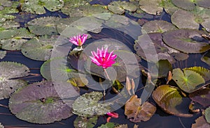 Pink or Red lotus blossoms