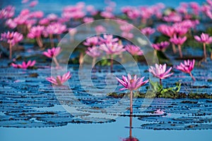 Pink and red lotus lake at Udonthani Thailand