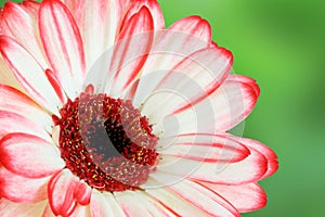 Pink red macro gerber flower with green background