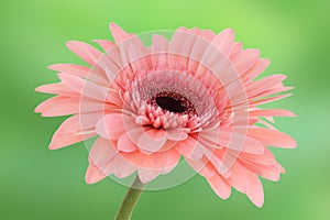 Pink red macro gerber flower with green background