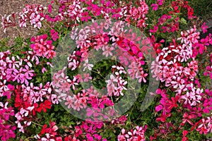 Pink, red and magenta flowers of ivy-leaved pelargoniums