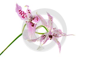 Pink red Odontoglossum orchid isolated on white background