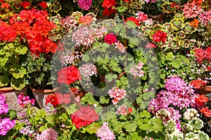 Pink, red and orange Pelargoniums in full flower