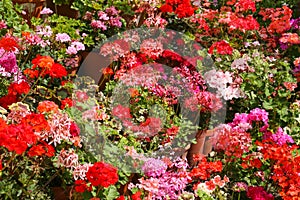 Pink, red and orange Pelargoniums in full flower