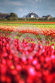 Pink, red and orange tulip field in North Holland
