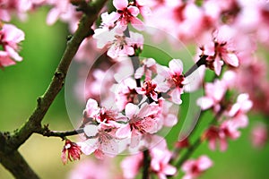 Pink with red peach flowers