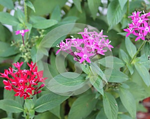 Pink and red Penta Flowers