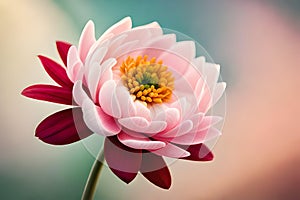 pink red peony flower. ai generated