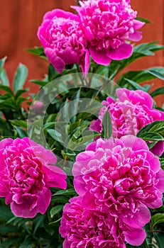 Pink red peony flower bush