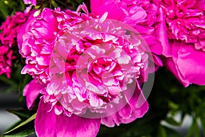 Pink red peony flower closeup