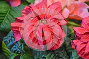 Pink and Red Poinsettia Flowers with Yellow Centers