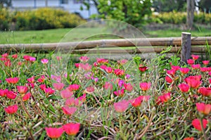 Pink and red portulaca flowers