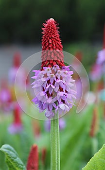 Pink and Red Primula vialii flower spike