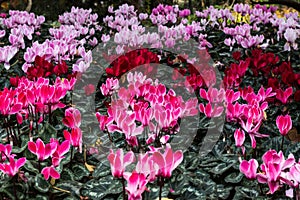 Pink red purple cyclamen flower blooms in garden bed with lush green leaves