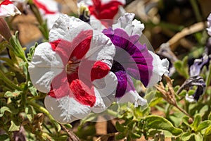 Pink, red, and purple with white stiped petunias Petunia atkinsiana hybrid close up in the sunshine