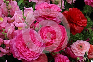 Pink and Red Ranunculus and Pink Snapdragons in a Garden