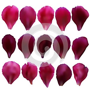 Pink and red realistic rose petals set isolated