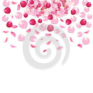 Pink and red romantic rose petals and hydrangea vector card.