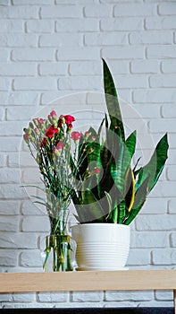 pink red rose flower bouquet in a glass transparent vase against a white marble brick wall background