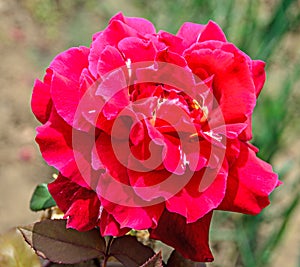 Pink red rose flower, green branch plant, bokeh garden background