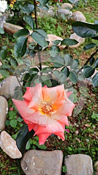 Pink red rose gulab garden