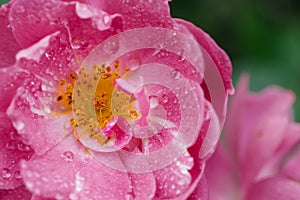 Rosa rosa rossa dopo la pioggia parecchi Acqua gocce da vicino 