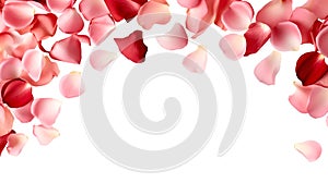 Pink and red rose roses flower petals scattered flat lay composition top view on transparent background cutout, PNG