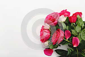 Pink red roses. Bouquet of colorful roses on white background with copy space, place for your text. Rose petals closeup. Beautiful
