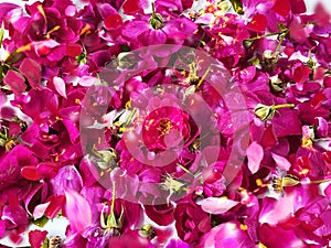 Pink red  roses hip and petal  wild flowers   on  floral background