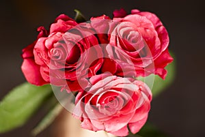 Pink, red roses, three, dark background