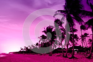 Pink and red sunset over sea beach with palms