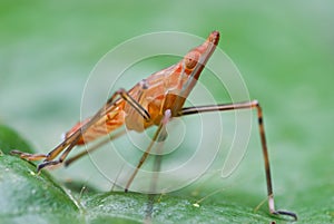 Pink/red treehopper nymph